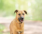 Собаки в Раменском: Собака Лексус ищет дом Мальчик, 1 руб. - фото 1