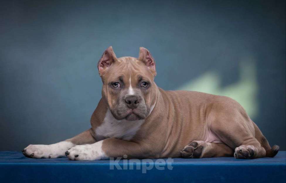 Собаки в Донецке: Бронирование щенков американский булли Мальчик, Бесплатно - фото 9