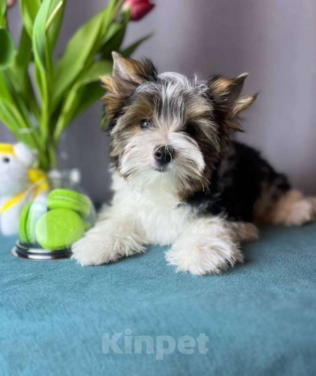 Собаки в Вологде: Очаровательный щенок бивер терьера Мальчик, 69 000 руб. - фото 4