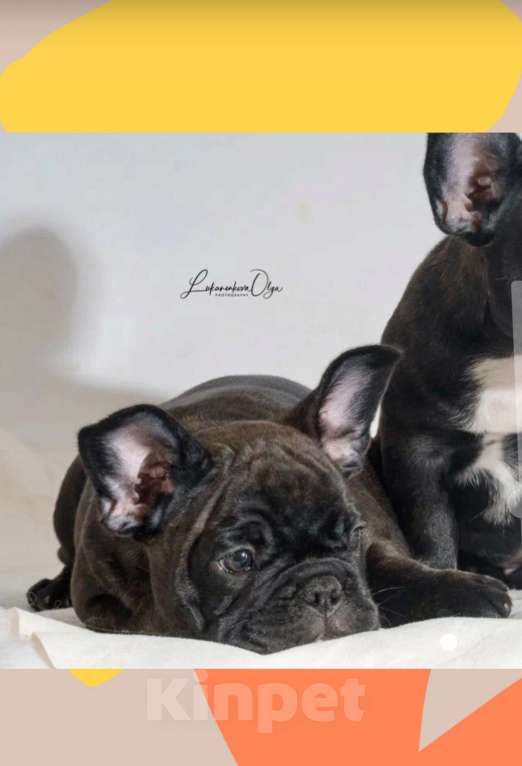 Собаки в Химках: Щенки Мальчик, Бесплатно - фото 1