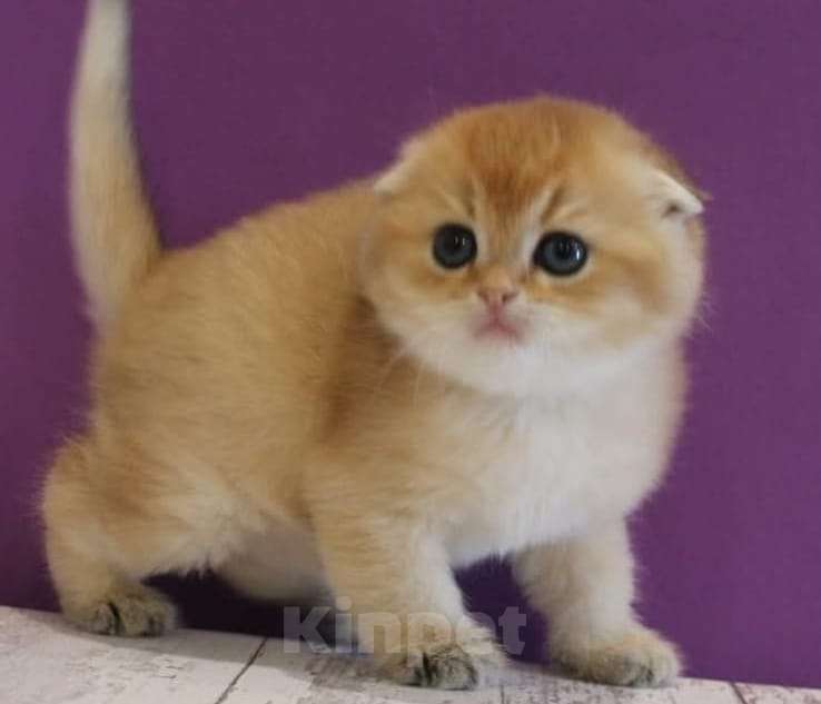 Кошки в Москве: Шотландские котята Мальчик, 35 000 руб. - фото 9