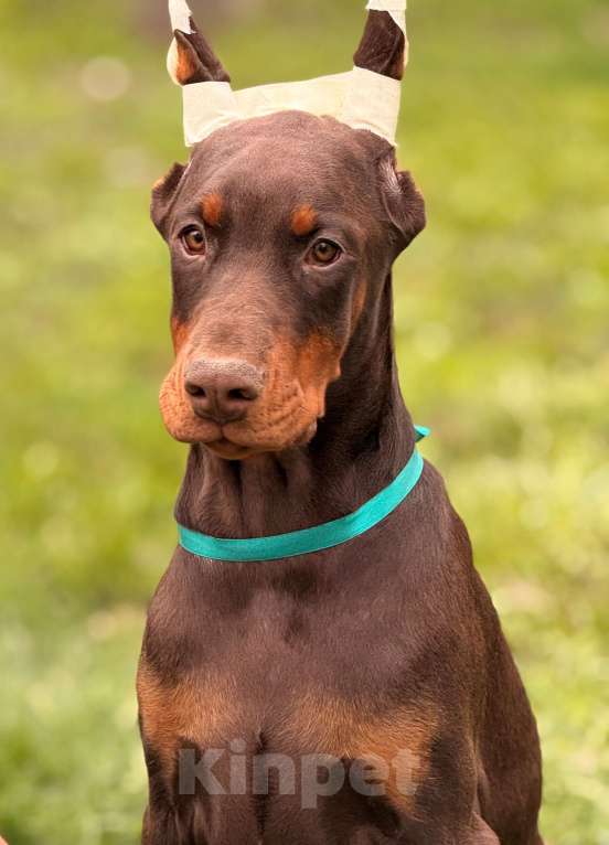 Собаки в Воронеже: щенок добермана Девочка, 80 000 руб. - фото 1