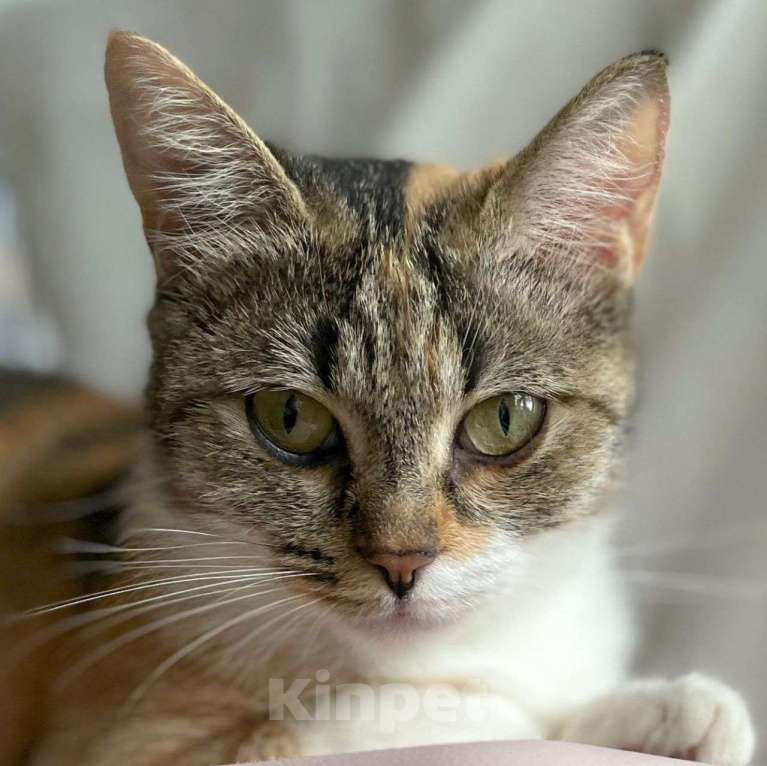 Кошки в Москве: Ласковая трехцветная кошечка ищет дом Девочка, Бесплатно - фото 3