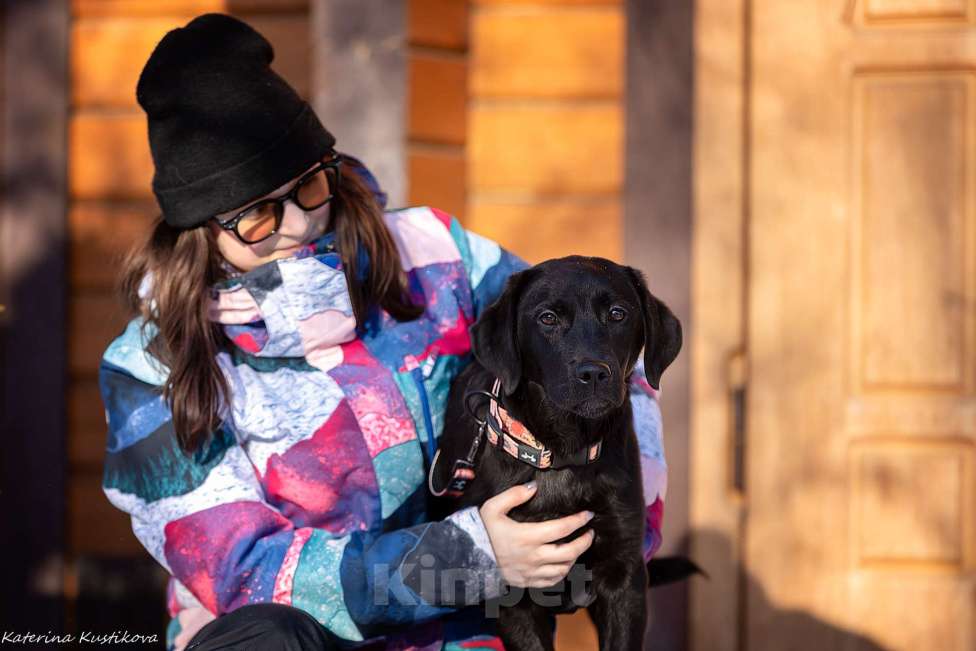Собаки в Москве: Черный щенок лабрадора  Девочка, 50 000 руб. - фото 2