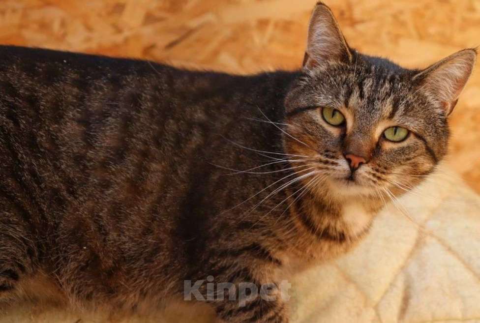 Кошки в Москве: Отдаются бесплатно кошечка Плакса и кот Рыжик. Мальчик, Бесплатно - фото 3