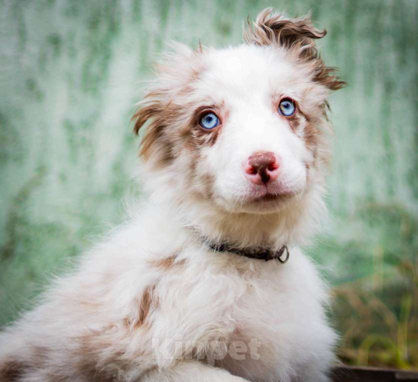 Собаки в Москве: Бордер колли, мальчики Мальчик, 80 000 руб. - фото 5