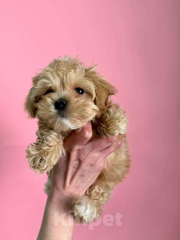 Собаки в Новосибирске: Мальти-пу f1 Девочка, 100 000 руб. - фото 6