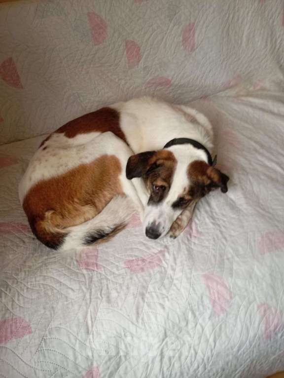 Собаки в Москве: Спокойный и ласковый белый пёс Арчи в дар Мальчик, 1 руб. - фото 5