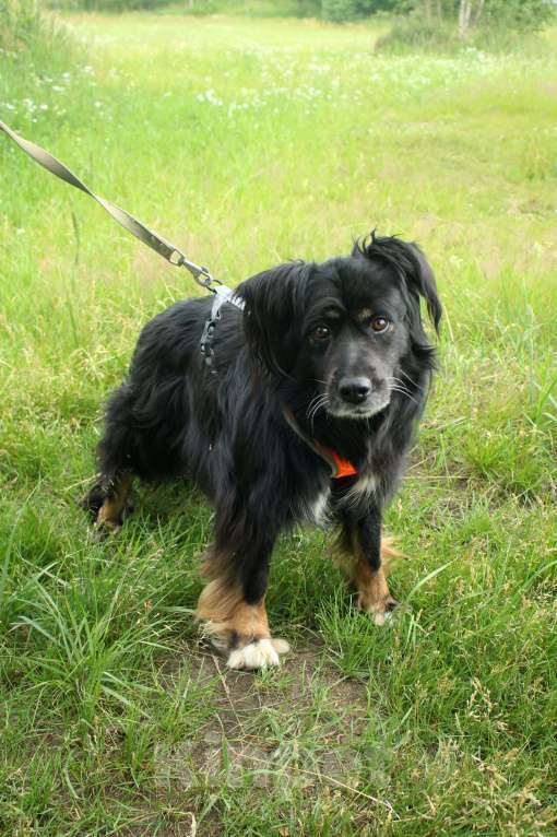 Собаки в Москве: Замечательные брюнетки Девочка, Бесплатно - фото 3