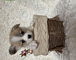Собаки в Дубне: Премиум Щенки Вельш - корги пемброк .   Мальчик, 70 000 руб. - фото 4