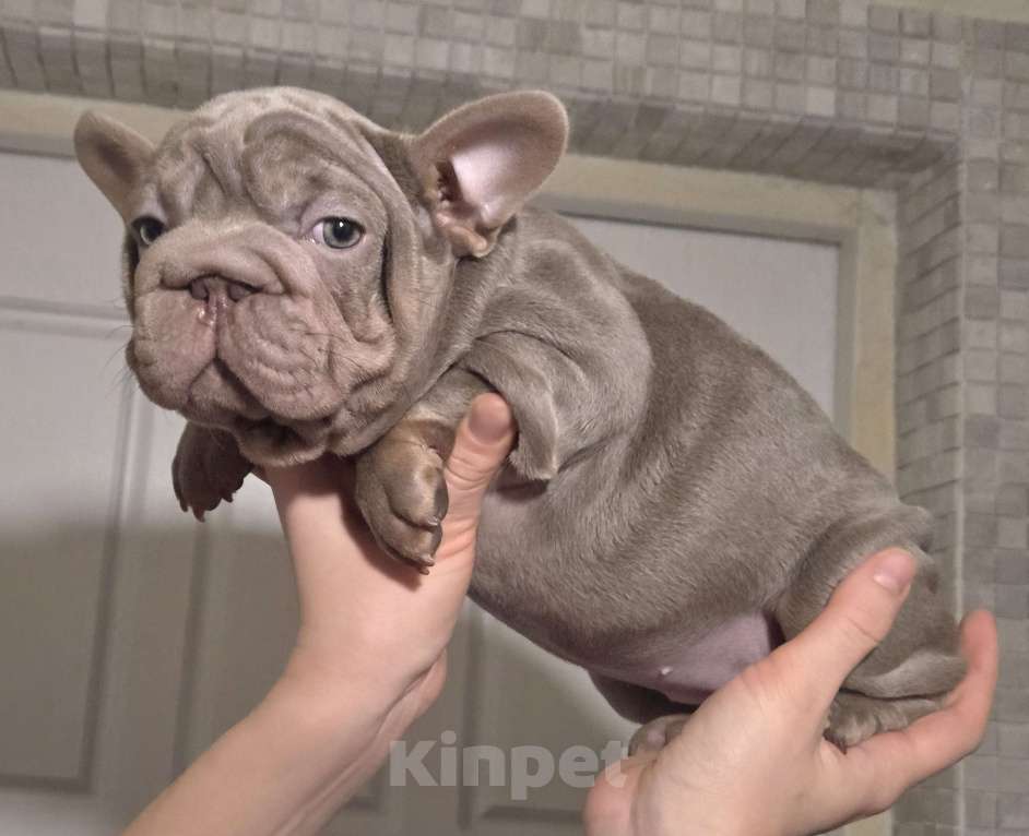 Собаки в Москве: Французская булочка Девочка, Бесплатно - фото 5