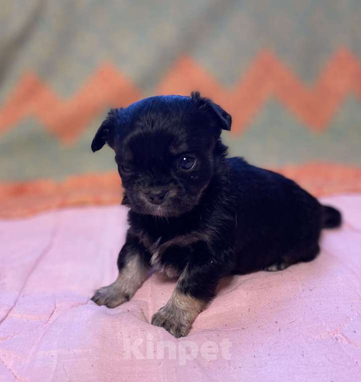 Собаки в Санкт-Петербурге: Очаровательная девочка чихуахуа  Девочка, 35 000 руб. - фото 3