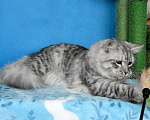 Кошки в Москве: Серебристый котик Мальчик, Бесплатно - фото 3