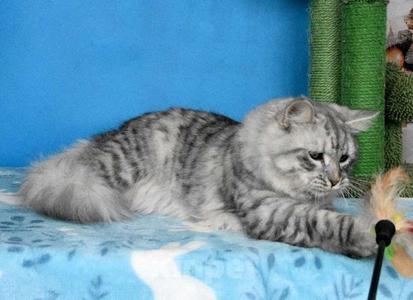 Кошки в Москве: Серебристый котик Мальчик, Бесплатно - фото 3