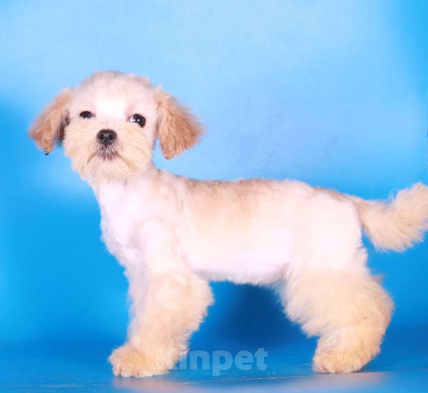 Собаки в Москве: мальтипу мини девочки бэби фейс Девочка, 130 000 руб. - фото 6