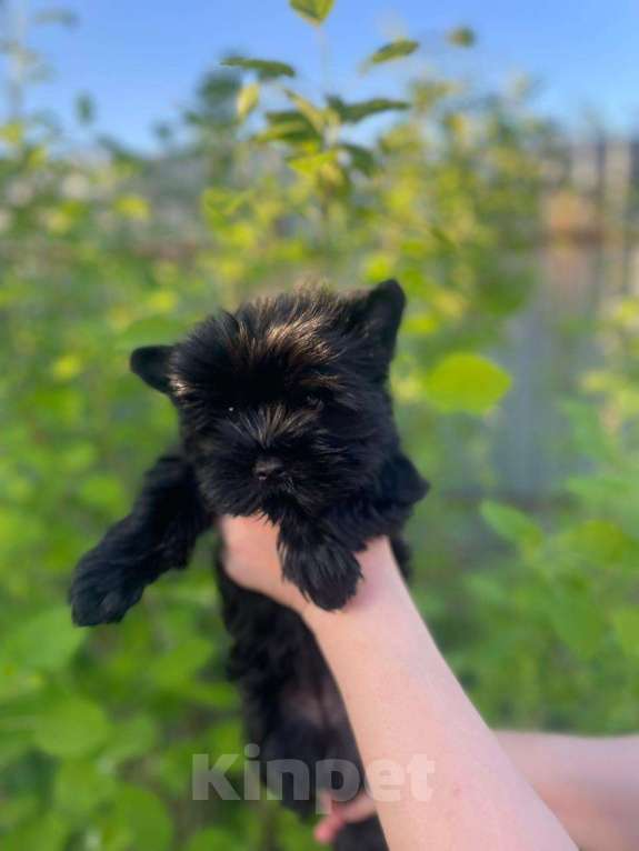 Собаки в Рузе: Йоркширский терьер  Девочка, 80 000 руб. - фото 2