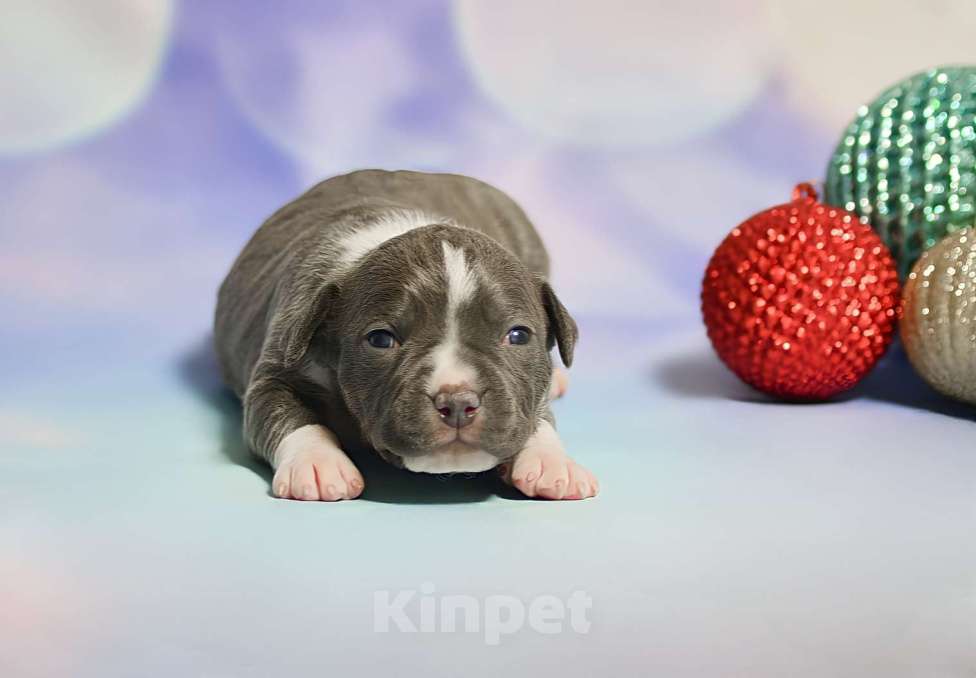 Собаки в Люберцах: Красотка амстафф Девочка, 120 000 руб. - фото 1