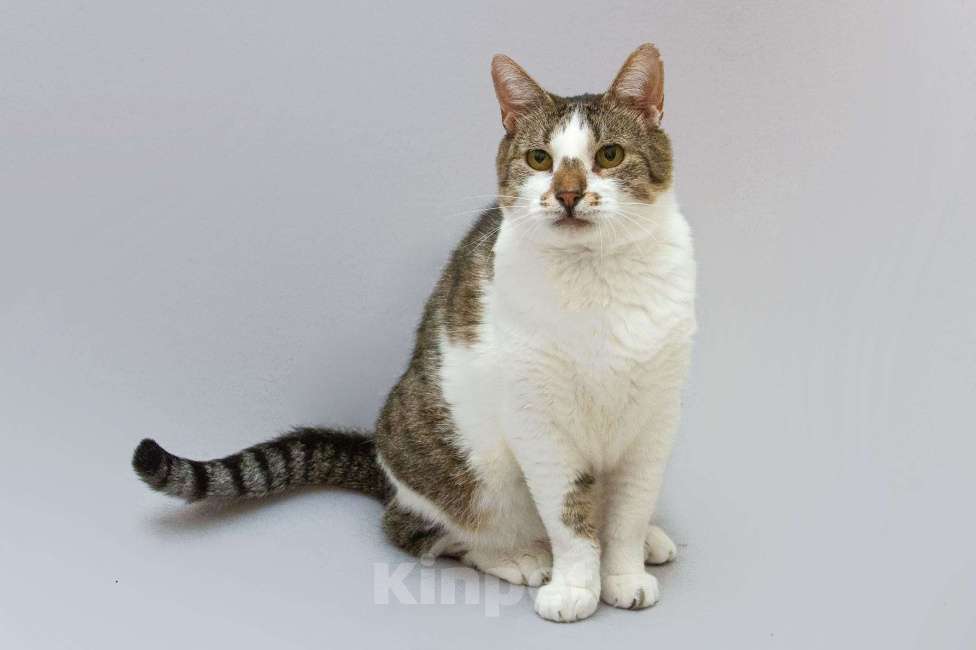 Кошки в Москве: Котик Барсик ищет доброе сердце. Мальчик, Бесплатно - фото 1