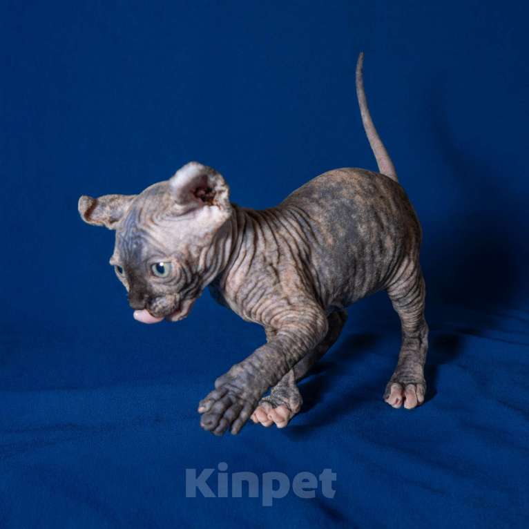 Кошки в Москве: Сфинкс эльф Девочка, 40 000 руб. - фото 2