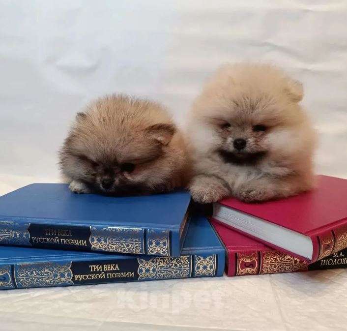 Собаки в Самаре: Мимишки Мальчик, Бесплатно - фото 2