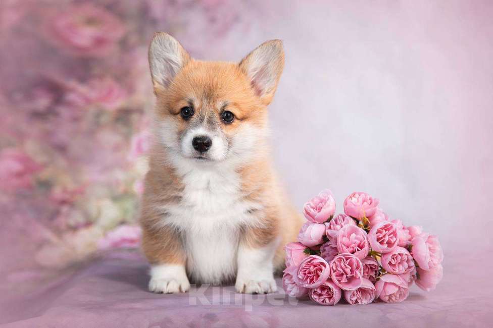 Собаки в Кирове: Вельш Корги Пемброк, щенок Девочка, Бесплатно - фото 2