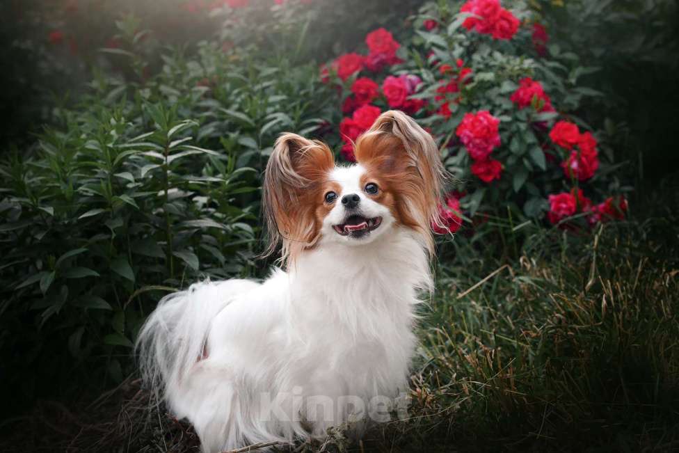 Собаки в Москве: щенки папийона Мальчик, Бесплатно - фото 5