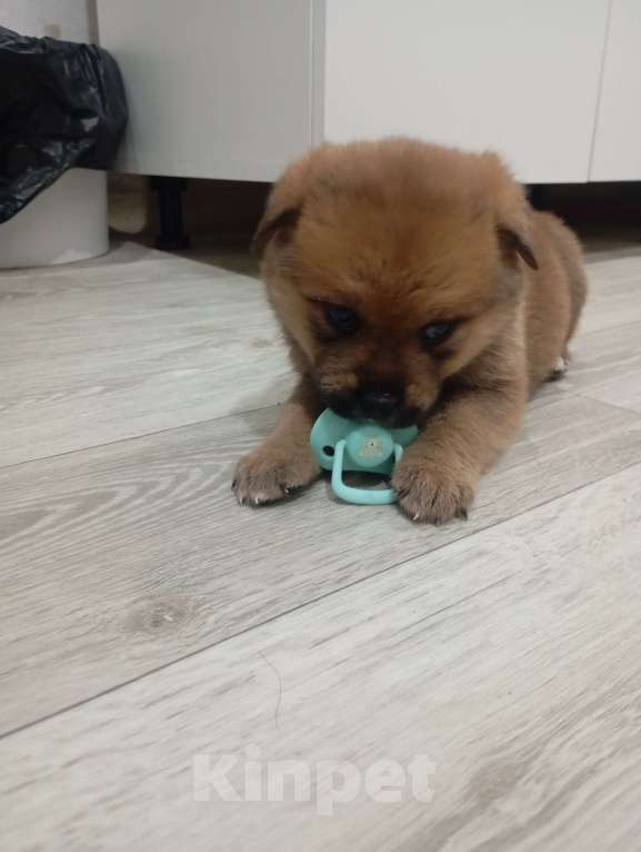 Собаки в Красноярске: Щенок Девочка, 5 000 руб. - фото 1