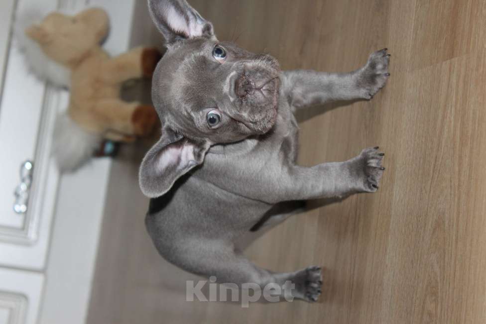 Собаки в Москве: Французский бульдог щенки Мальчик, 65 000 руб. - фото 9