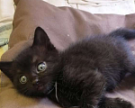 Кошки в Омске: Котят черные Девочка, Бесплатно - фото 1