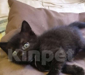 Кошки в Омске: Котят черные Девочка, Бесплатно - фото 1