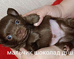 Собаки в Санкт-Петербурге: Шоколадный красавец  Мальчик, 80 000 руб. - фото 1