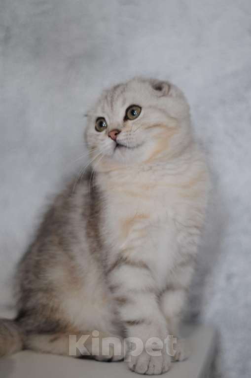 Кошки в Бахчисарае: Продается шотландская девочка в хорошем типе Девочка, 25 000 руб. - фото 1
