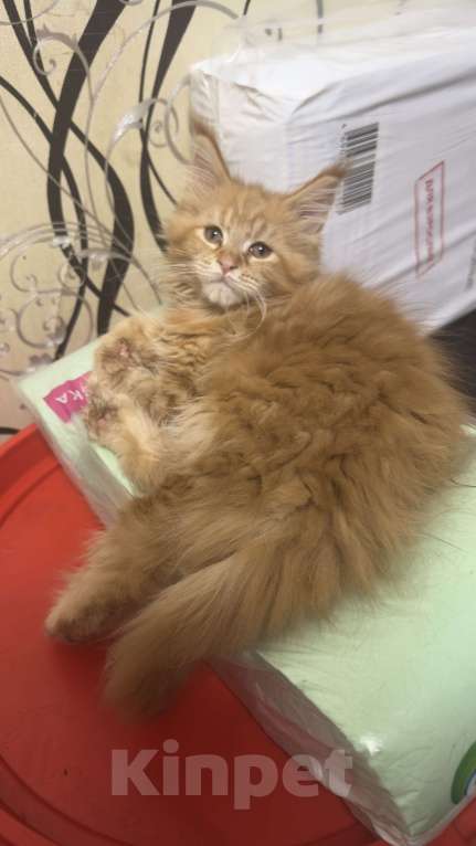 Кошки в Дмитрове: Котята мейн Девочка, 49 000 руб. - фото 3