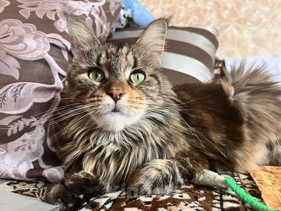 Кошки в Москве: Скайфолл ждёт свою маму Девочка, 10 руб. - фото 4