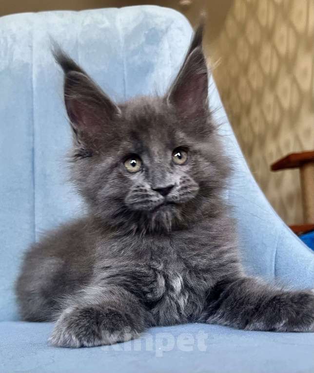 Кошки в Санкт-Петербурге: Мальчик Кумир Мальчик, 90 000 руб. - фото 3