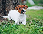 Собаки в Рязани: Гладкий король Мальчик, 45 000 руб. - фото 8