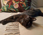 Кошки в Москве: Маленькое чудо Яшенька, милейший черный котенок в добрые руки Мальчик, 10 руб. - фото 2