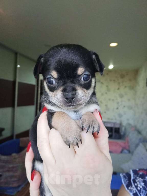 Собаки в Волгограде: Девочка черного окраса с бежевыми и белыми вкраплениями Девочка, 35 000 руб. - фото 2