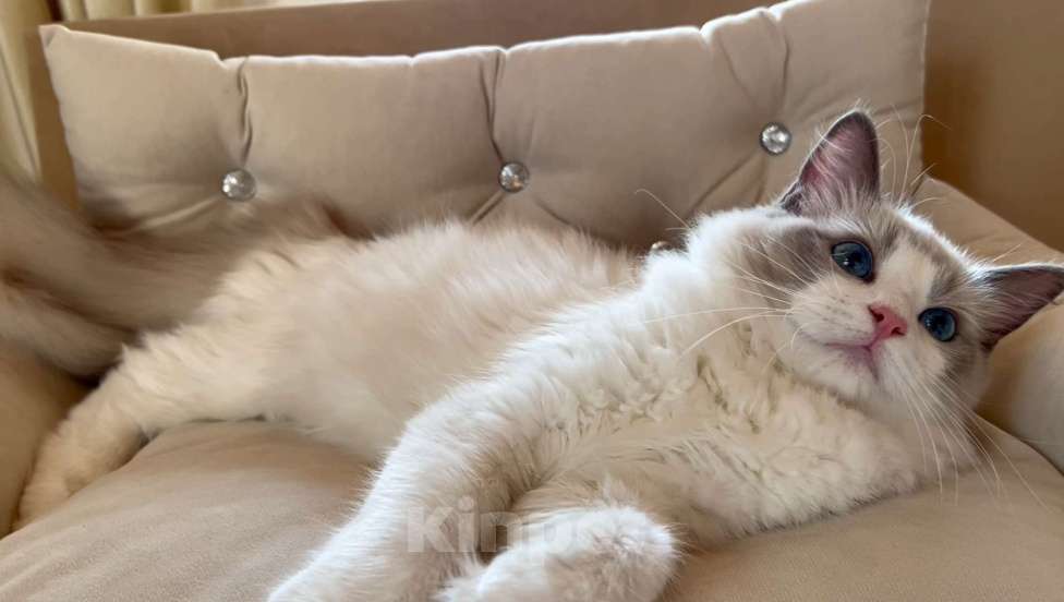 Кошки в других городах Московской области: Джастин Мальчик, 60 000 руб. - фото 3