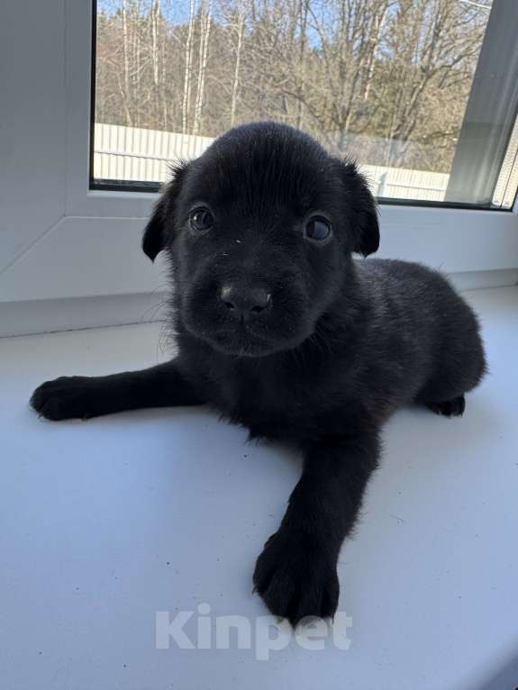 Собаки в Москве: Крохотный Гриша ищет дом Мальчик, Бесплатно - фото 4