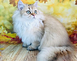 Кошки в Санкт-Петербурге: Котик в шикарной золотой шубе Мальчик, 50 000 руб. - фото 1