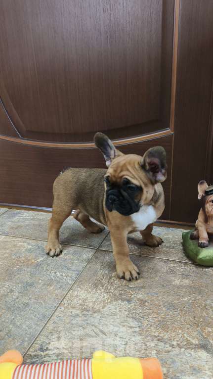 Собаки в Белореченске: Французский бульдог Девочка, Бесплатно - фото 6