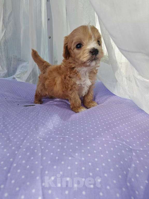 Собаки в Москве: Мальчик мелкий стандарт  Мальчик, 140 000 руб. - фото 2