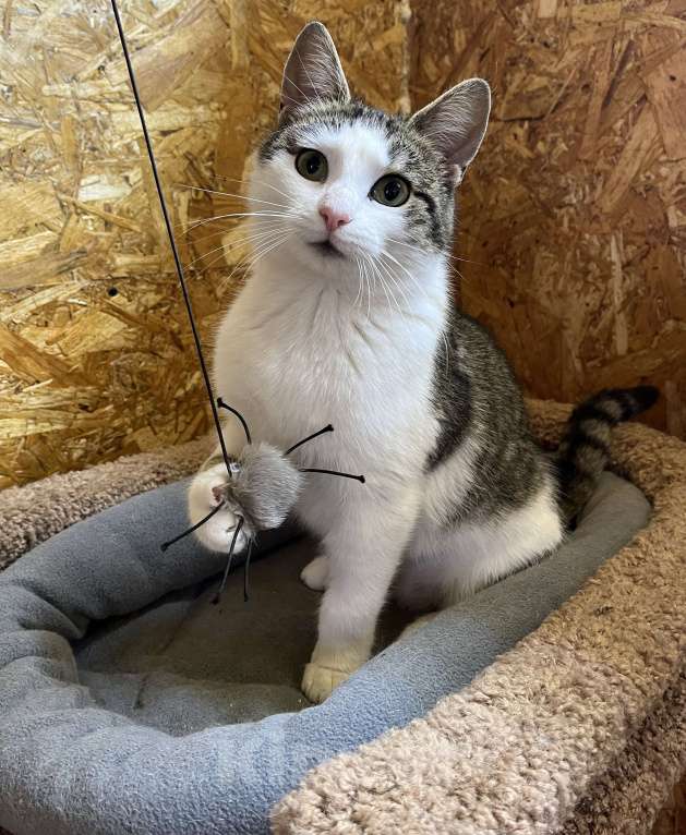 Кошки в Москве: Замечательная кошка Плюша в поиске дома Девочка, Бесплатно - фото 5