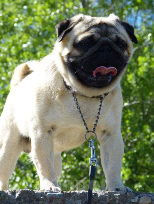 Собаки в Ярославле: Щенок мопса Девочка, 55 000 руб. - фото 3