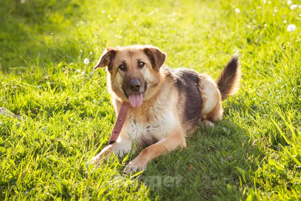 Собаки в Москве: Метис в добрые руки! Девочка, очень умная Девочка, Бесплатно - фото 9