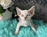 Кошки в Москве: Котенок Девон рекс мальчик с голубыми глазами Мальчик, 60 000 руб. - фото 8