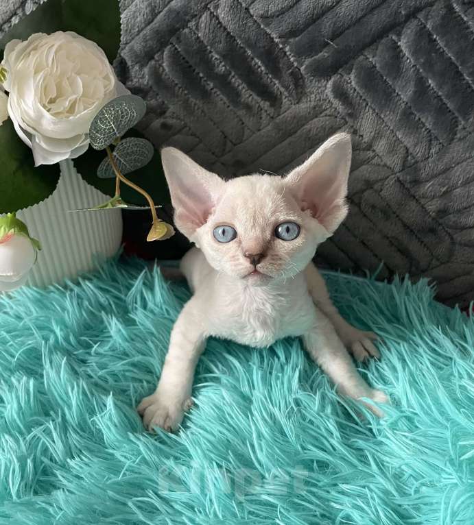 Кошки в Москве: Котенок Девон рекс мальчик с голубыми глазами Мальчик, 60 000 руб. - фото 8