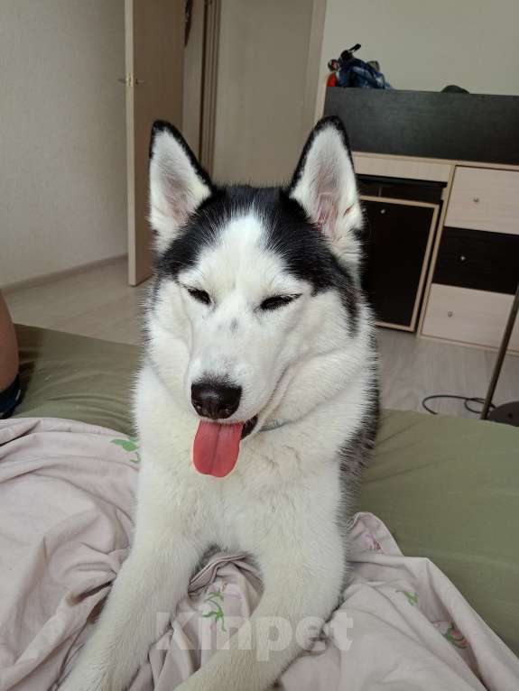 Собаки в других городах Московской области: Отдам Хаски в добрые руки🙏 Девочка, Бесплатно - фото 5