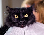 Кошки в Москве: Ваша домашняя драгоценность, молодой черный котик Агат в добрые руки Мальчик, 10 руб. - фото 1